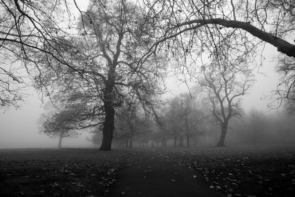 Foggy Greenwich Park
