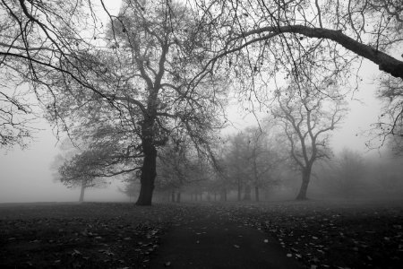 Foggy Greenwich Park photo