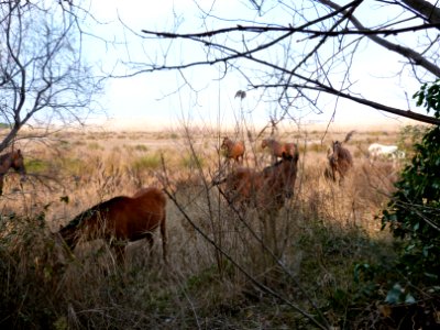Semi-wild horses