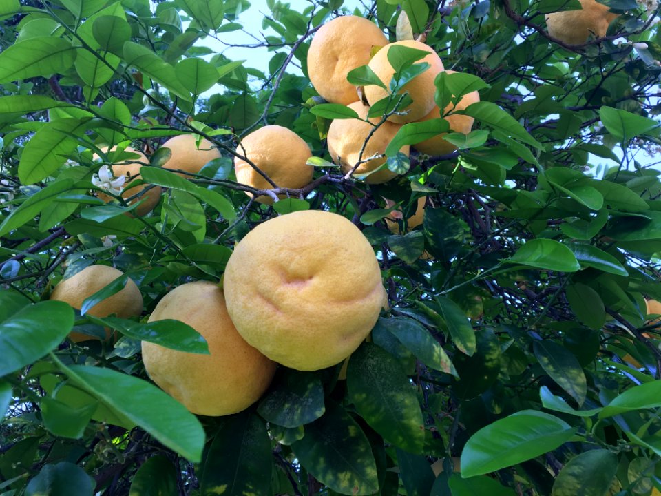Grapefruit Abundance