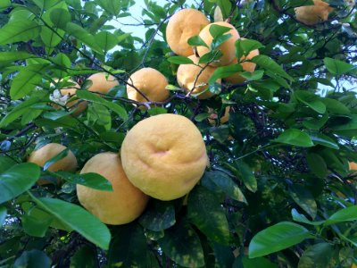 Grapefruit Abundance