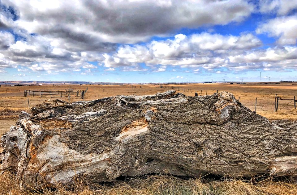 2020/366/86 Prime Prairie Viewing