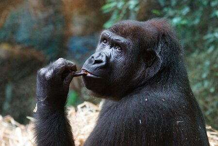 Ape mammal watch