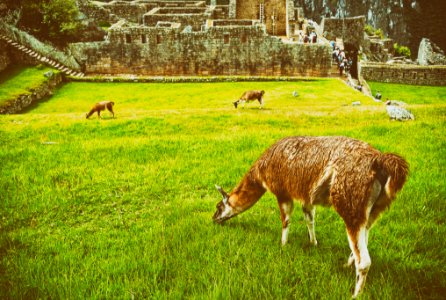 Machu Pichu photo