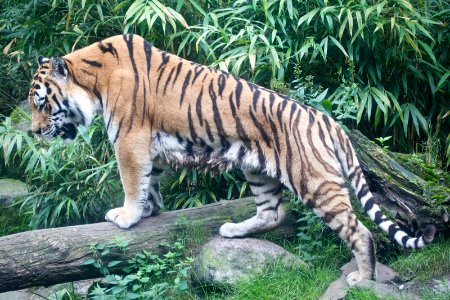 Tiger01 photo