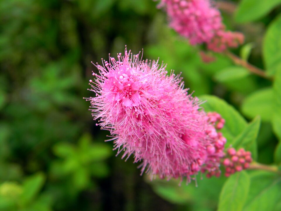 Green leaves bloom green