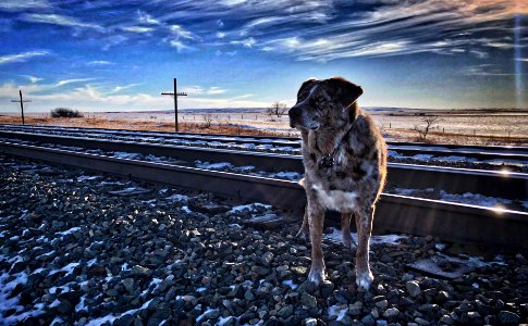 Shhh, Don't Tell That I'm on the Tracks photo