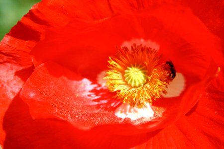Red Poppy / Black Ant