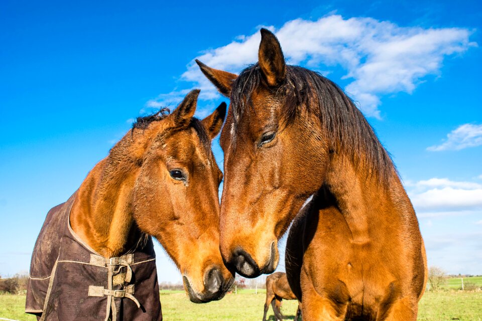 Animals feel love for animals