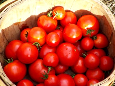 Tomato Harvest photo