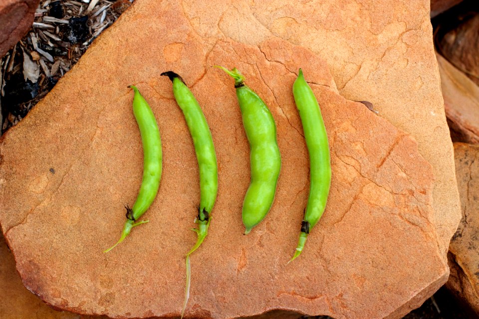 2015/365/226 Four Bean Harvest