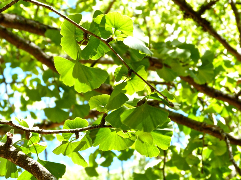 Ginkgo leaves