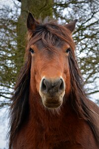 Horse animal horsehead