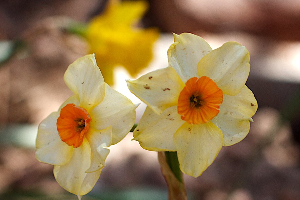 Tiny Daffodils