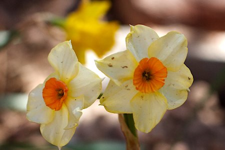 Tiny Daffodils photo