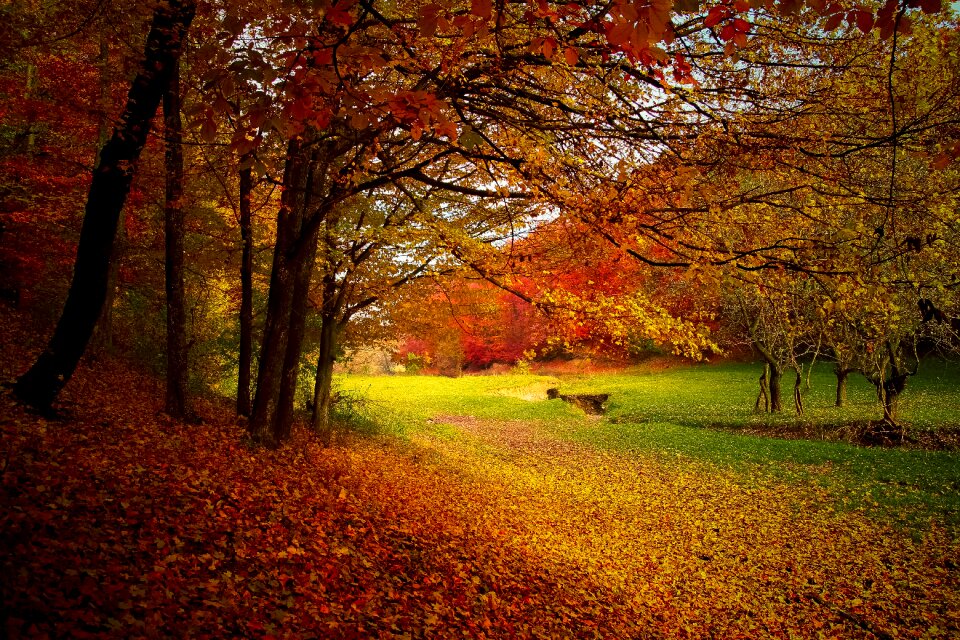 Nature fall landscape
