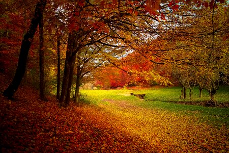 Nature fall landscape photo