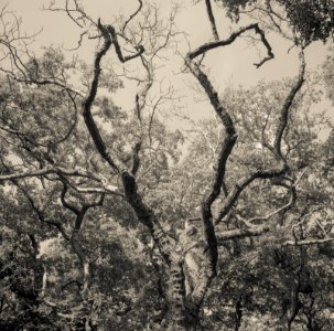 Oxleas Wood