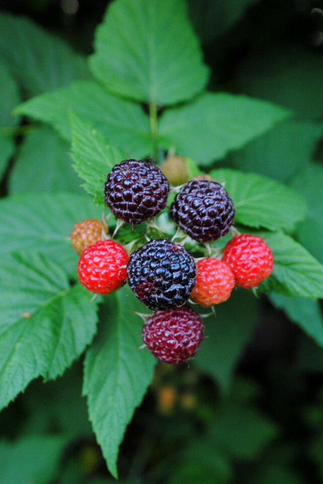 Bush fruit black