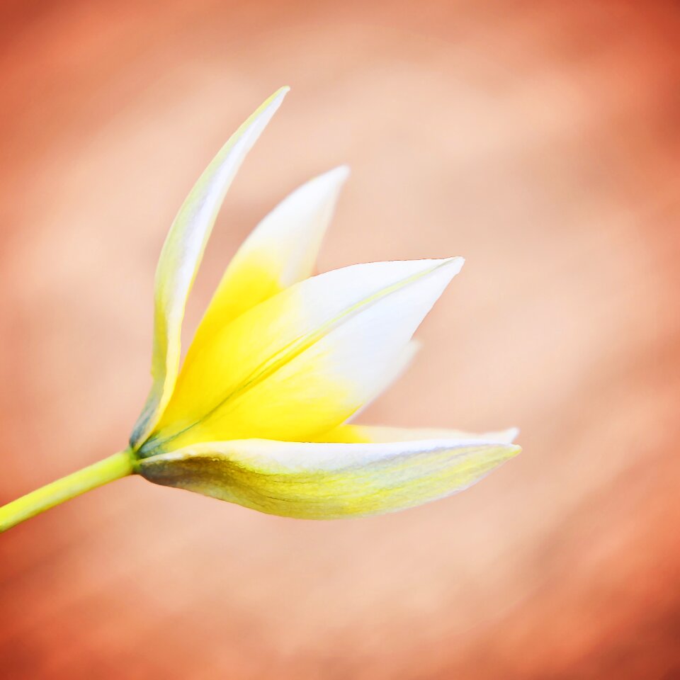 Blossom bloom yellow-white