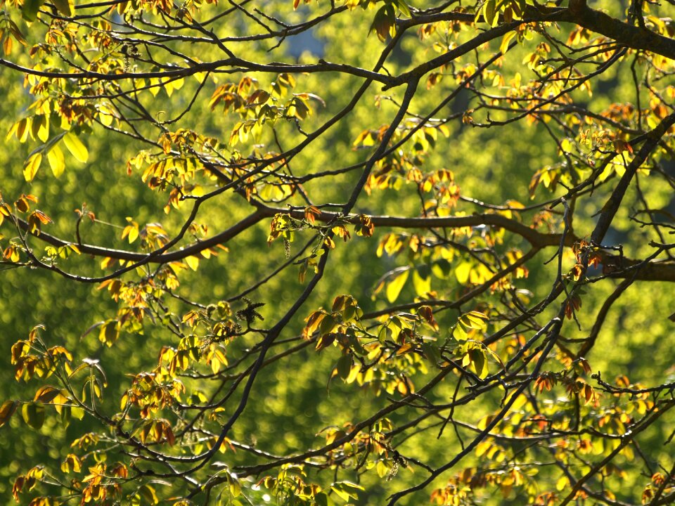Walnut tree foliage