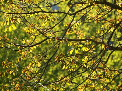 Walnut tree foliage photo