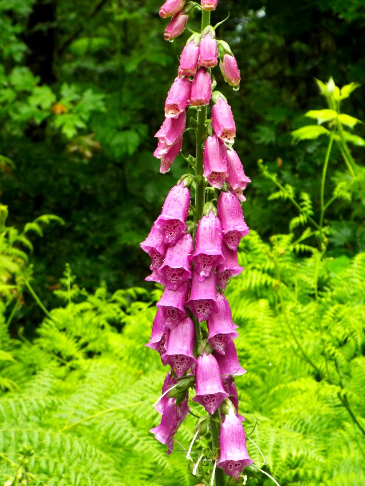 Foxglove flowers