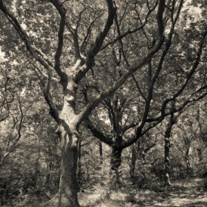 Oxleas Wood