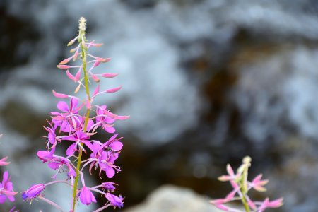 Flower on the river photo