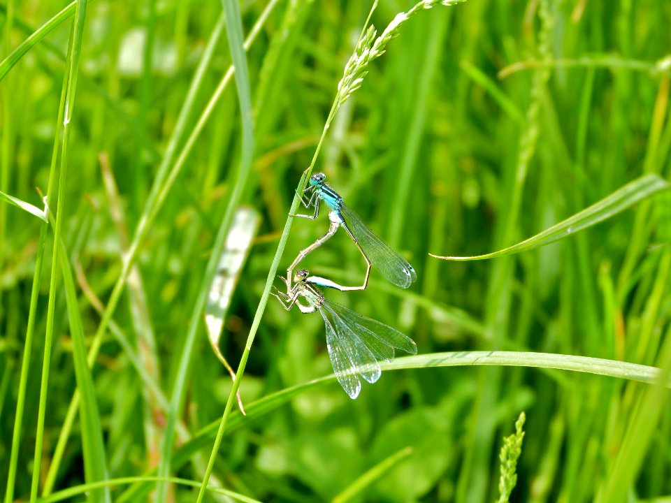 Common Blue Damselflies
