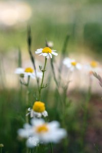 Matricaria chamomilla photo