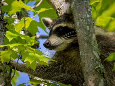 Portrait bandit wildlife