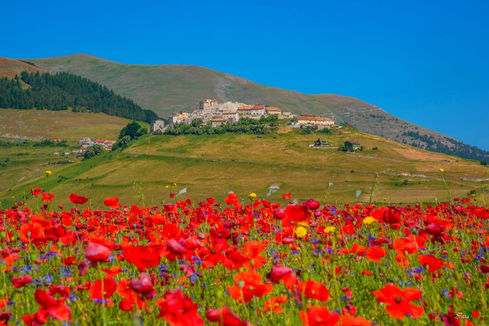 Castelluccio in fiore