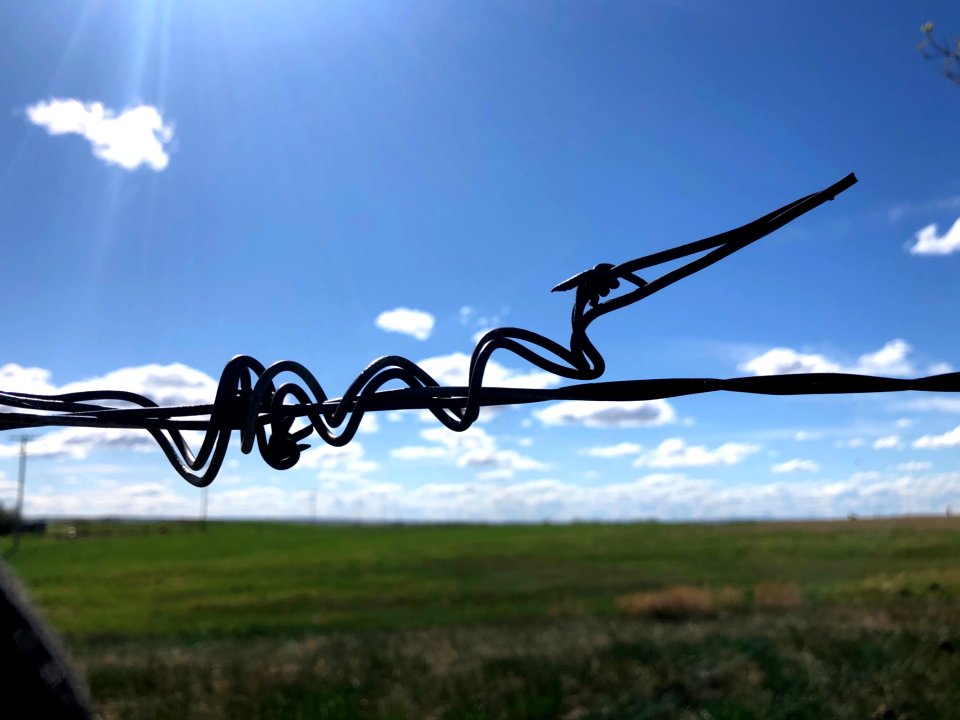 Pterodactyl on the Wire