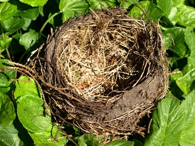 Nesting place nature hatchery photo