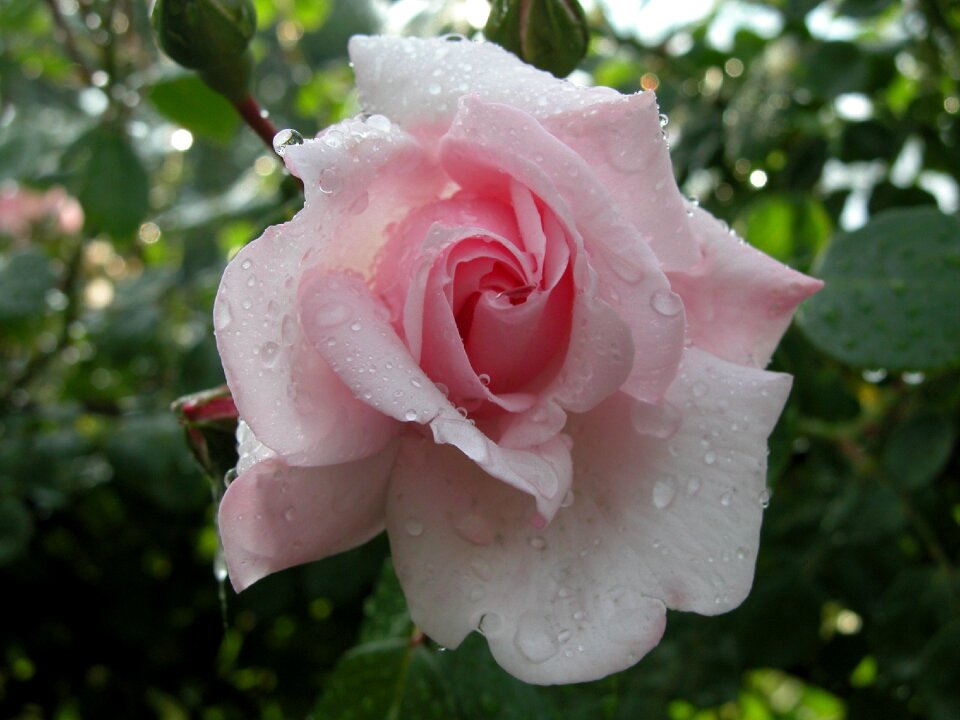 Rose drops macro