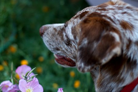 Flowers... Hmmm.