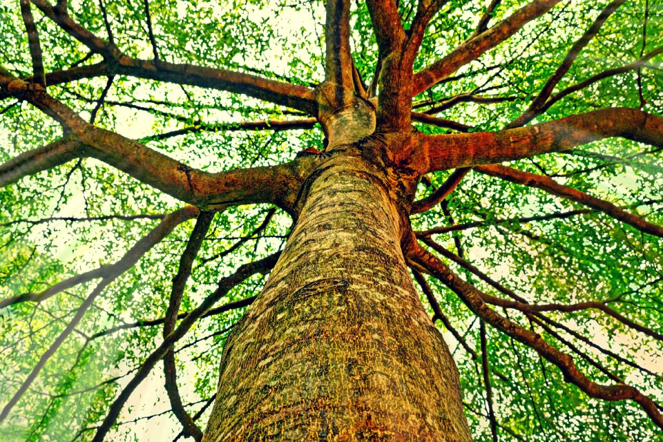 Branches leaves nature