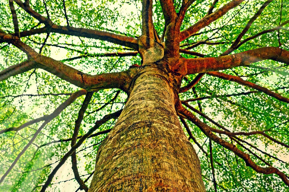 Branches leaves nature photo