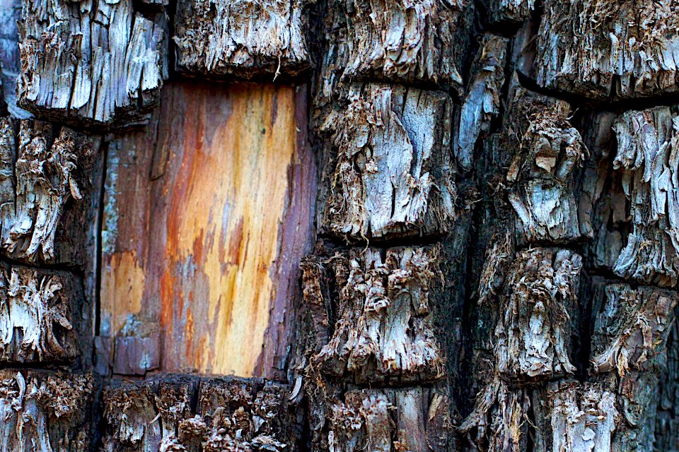 Furry Bark