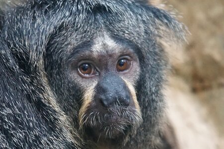 Female monkey rainforest