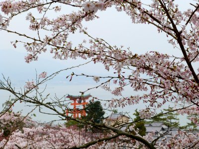 Kyoto day 4: Hiroshima, Miyajima