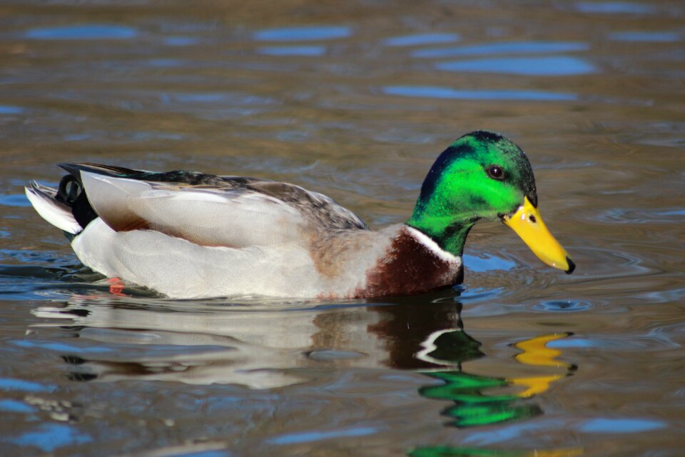 Water bird birds close up