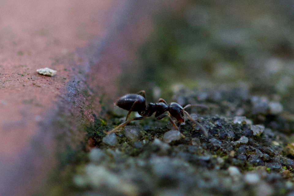 Ant01