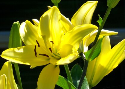 Plant blossom white photo