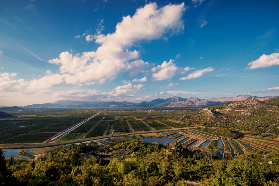 Tangerine plantations