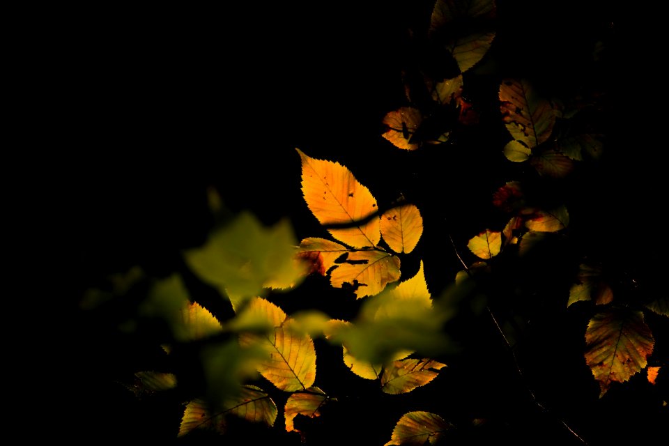 Low Key Autumn Leaves