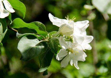 Apple tree tree branch photo