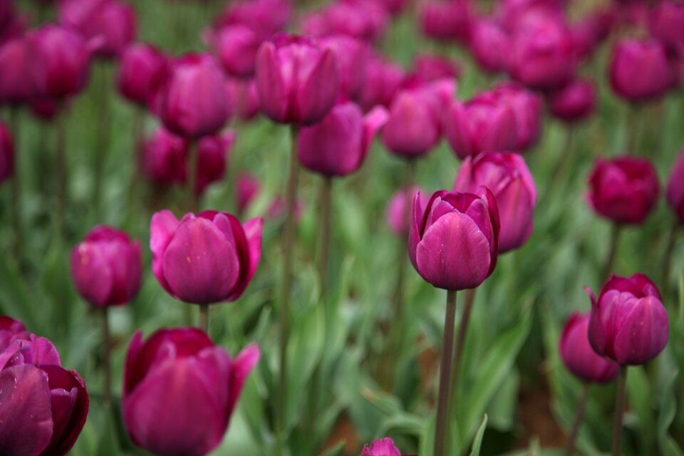 Sea of flowers spring green