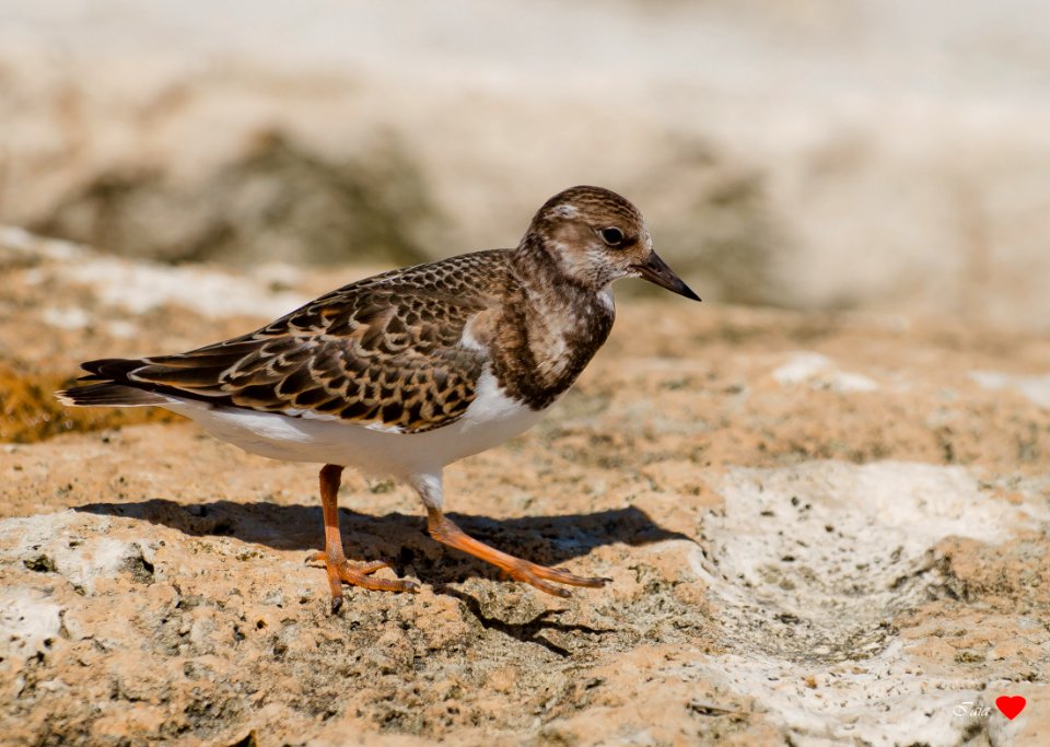 Voltapietre ,  Arenaria interpres  (Linnaeus, 1758)